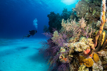 The beautiful underwater landscape of the Bahamas, Long Island, with colorful corals and a scuba diver