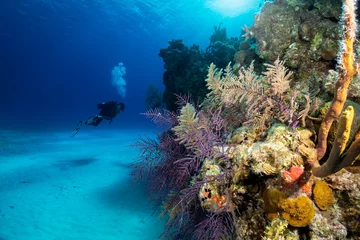 Foto op Plexiglas The beautiful underwater landscape of the Bahamas, Long Island, with colorful corals and a scuba diver © moofushi