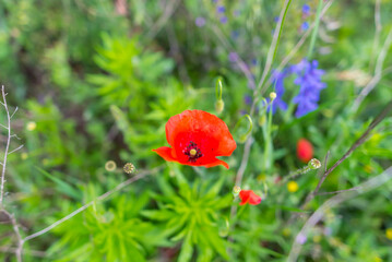 Blossom colourful spring flowers in the nature