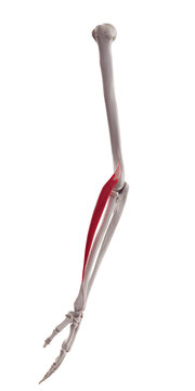 3d rendered medically accurate muscle illustration of the extensor carpi radialis longus