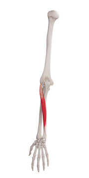 3d rendered medically accurate muscle illustration of the extensor carpi ulnaris