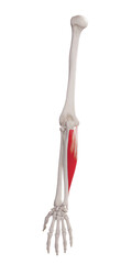 3d rendered medically accurate muscle illustration of the flexor carpi ulnaris