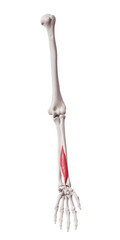 3d rendered medically accurate muscle illustration of the flexor pollicis longus
