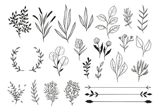 Set Of Line Drawing Plants, Leaves & Flowers Plus Dividers