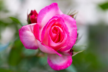 Blossoming rose on a blurred background