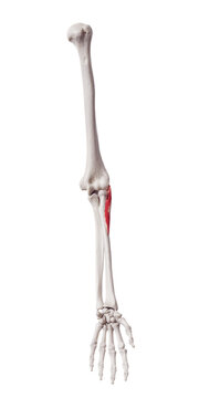 3d rendered medically accurate muscle illustration of the supinator