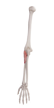 3d rendered medically accurate muscle illustration of the supinator