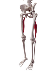 3d rendered medically accurate muscle illustration of the biceps femoris longus