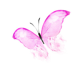 Color watercolor butterfly , isolated on the white background