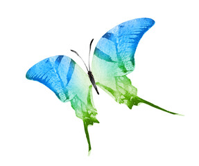 Obraz premium Color watercolor butterfly , isolated on the white background