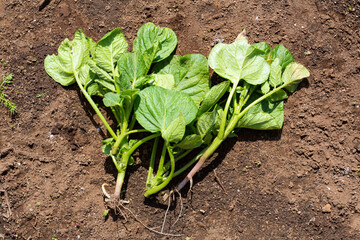 家庭菜園　ジャガオモの間引きと追肥　日本