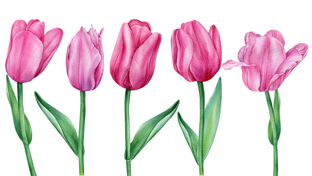 Watercolor tulips. Spring illustration isolated on white background for your design. Set pink flowers
