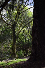 Fototapeta premium trees and greenery in Bologna, near the arch of meloncello (public garden villa spada and villa delle rose)