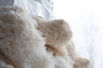 Hericium erinaceus mushroom. mushrooms © TaylerDerden