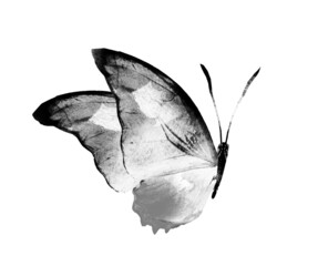 Black and white watercolor butterfly , isolated on the white background © suns07butterfly