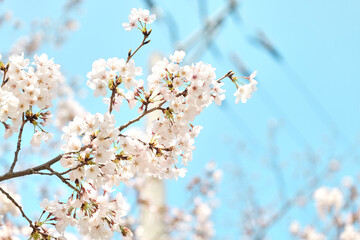 桜