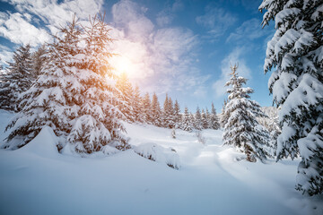 Fototapeta na wymiar Splendid frosty day and snowy coniferous forest in the sunlight. Carpathian mountains, Ukraine.