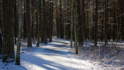 Neighborhood of Grodno, Belarus. Forest road in the snow and coniferous tree trunks illuminated by the sun