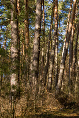 Fototapeta premium Neighborhood of Grodno, Belarus. Trunks of coniferous trees lit by the sun against the spring blue sky.