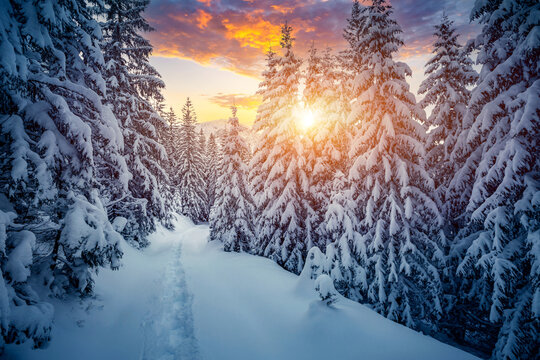 Spectacular snowy landscape and Christmas trees on a frosty sunny day.