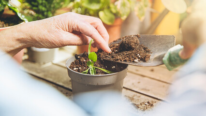 Older person hands add soil in pot with plant inside