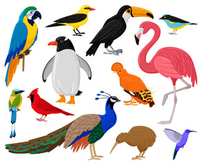 Cartoon tropical exotic birds, parrot, toucan, penguin and flamingo. Exotic fauna hummingbird, kiwi and peacock vector illustration set. Wild feathered animals