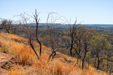 Savannah vista at Porcupine Gorge in Queensland, Australia