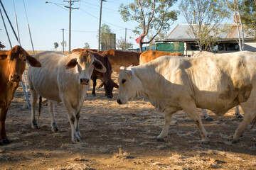 Droughtmaster cattle near a building at Corfield in Queensland, Australia