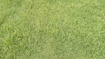 green grass background