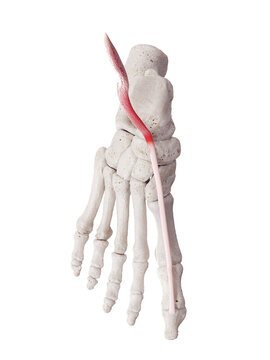 3d rendered medically accurate muscle illustration of the extensor hallucis longus