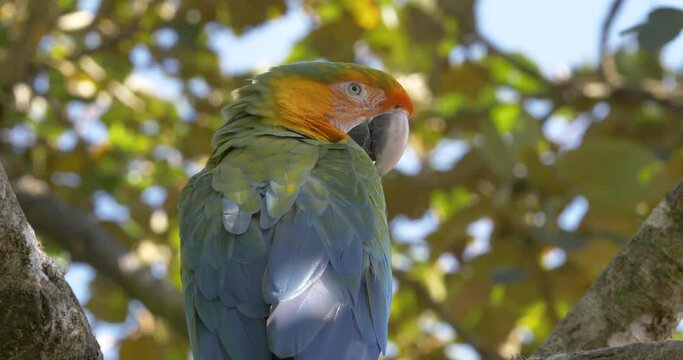 Hybrid macaw perched on tree trunk in the forest, zooming in view