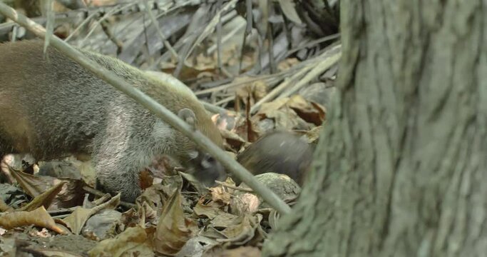 White-nosed coati, Nasua narica, foraging in the ground of dry forest