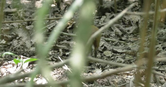 Central American agouti searching for food on the dry ground of forest, tracking view