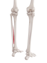 3d rendered medically accurate muscle illustration of the extensor hallucis longus