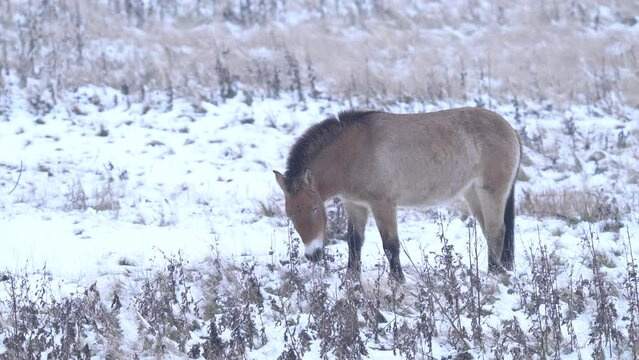 Winter Mongolia. Przewalski's Horse with snow, nature habitat in Mongolia. Horse in stepee grass. Wildlife in Mongolia. Equus ferus przewalskii. Hustai National Park with rare wild horses, Nature Asia
