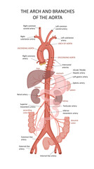 Systemic Arteries. Structure of the Aorta. Functions of the Aorta