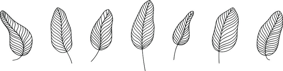 Leaves isolated on white. Hand drawn vector illustration. Eps 10