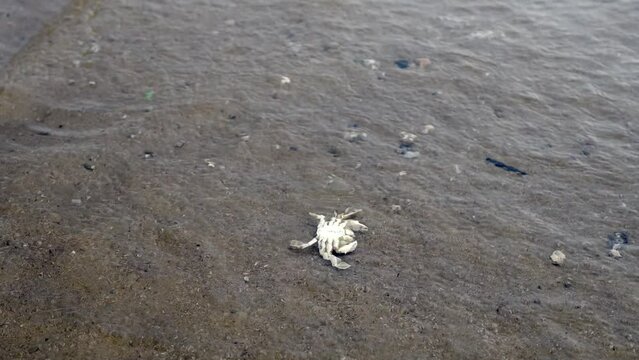 Dead crab hit by little wave at sea shore.