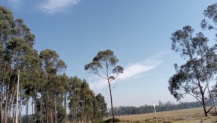 trees in the field