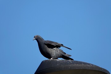Pigeon takes a rest and stretching his wings on the street light with blue sky background in Prague. High quality photo
