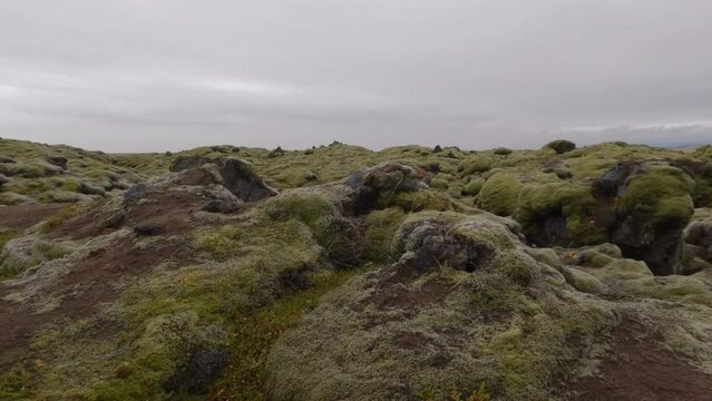 Moss covered lava fields under white sky