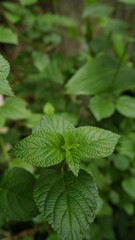 the beauty of leaves wild plant on the backyard. fresh green leaves. green background