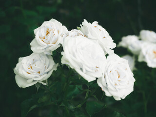 Beautiful rose in the garden