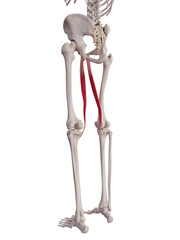 3d rendered medically accurate muscle illustration of the gracilis