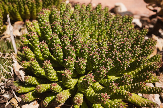 euphorbia caput medusae