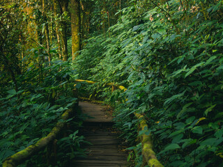 Obraz premium Rainforest in Doi Inthanon National Park , Thailand