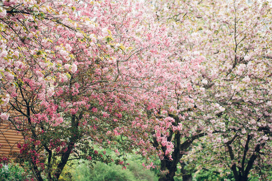 Blooming pink Malus floribunda or Japanese flowering crab apple tree and sakura cherry blossom in spring blooming park. Soft selective focus