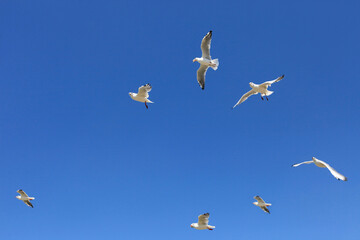 White seagull birds fly in the blue sky