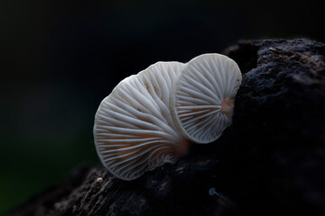 Mushroom macro photography