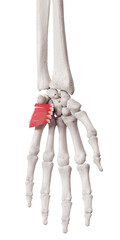 3d rendered medically accurate muscle illustration of the palmaris brevis